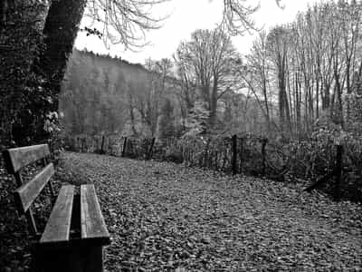 The Bench Image